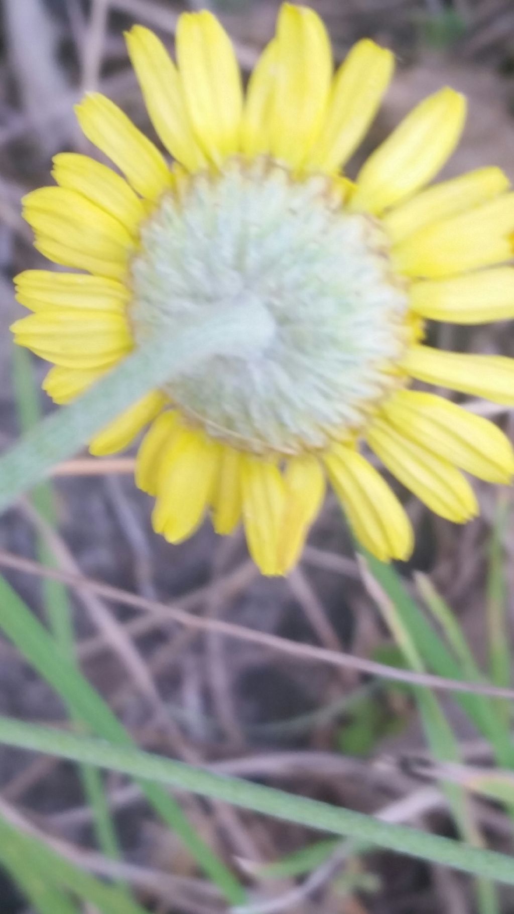 Cota tinctoria (Asteraceae)